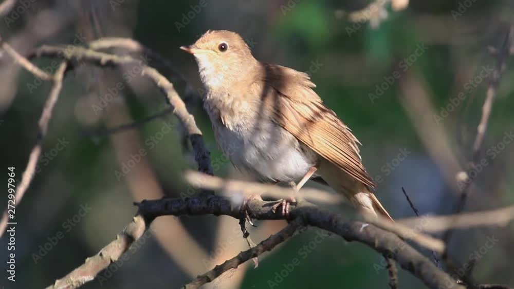 nightingale sings a song and flies away from the branch nightingale sings a song and flies away from the branch