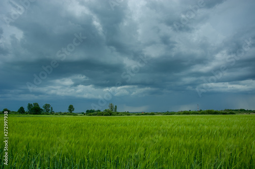 Green field of barley  trees on the horizon and rainy stormy clouds on the sky