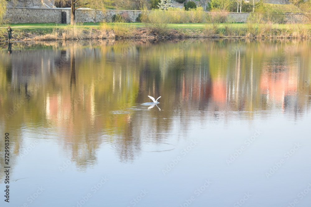 reflection of blooming trees in the lake with bird landing reflection of blooming trees in the lake with bird landing