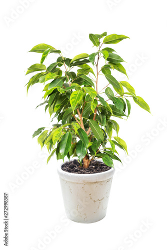 Ficus Benjamina on white background photo