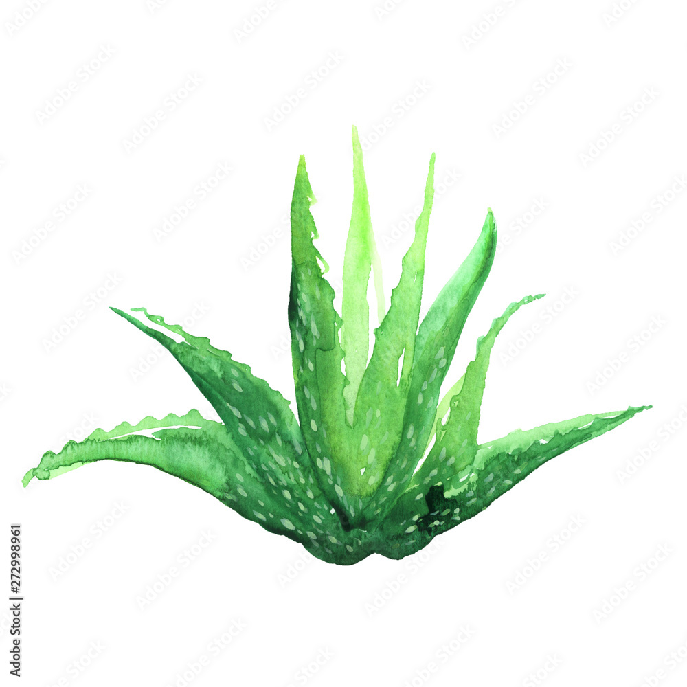 aloe vera plant watercolor Stock Illustration | Adobe Stock