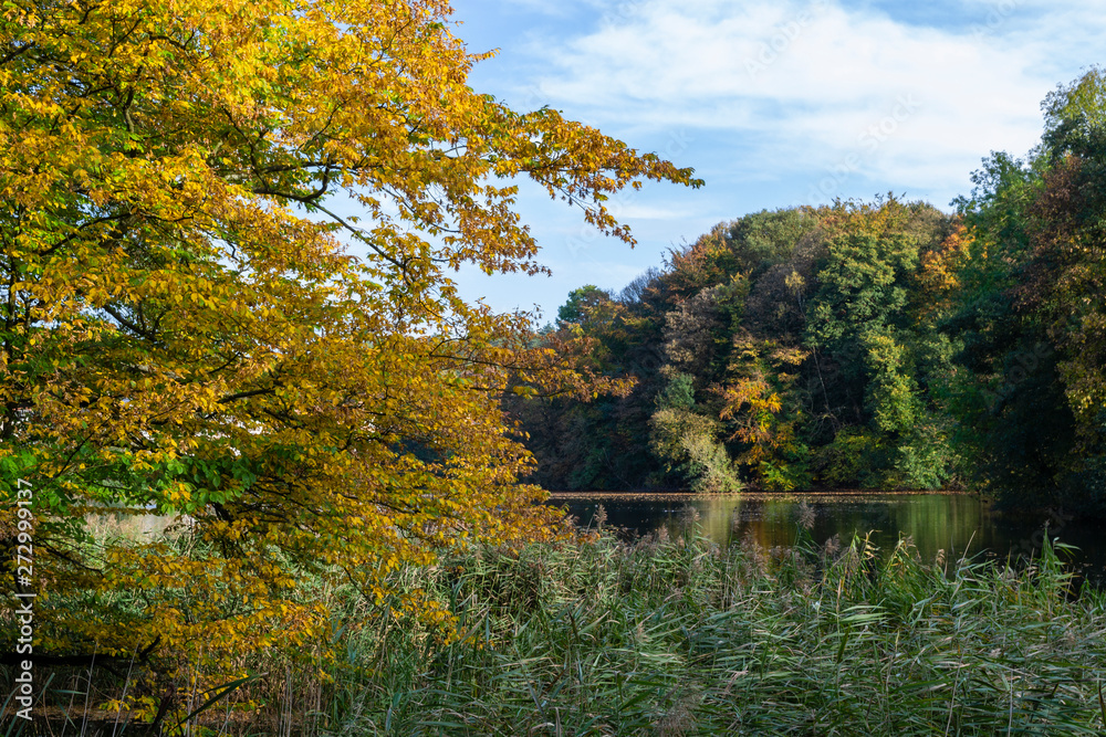 Paysage d'automne, lac bordé de roseaux et d'arbres aux feuillages automnaux jaunes, oranges, bruns, verts