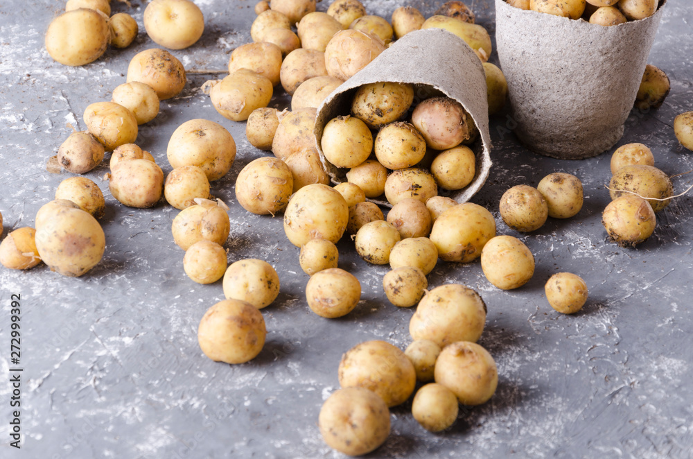 New potatoes harvest in the peat pots on the grey surface New potatoes harvest in the peat pots on the grey surface
