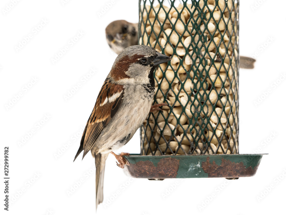 Naklejka premium European house sparrow male on old rusty bird feeder with peanuts isolated on white background