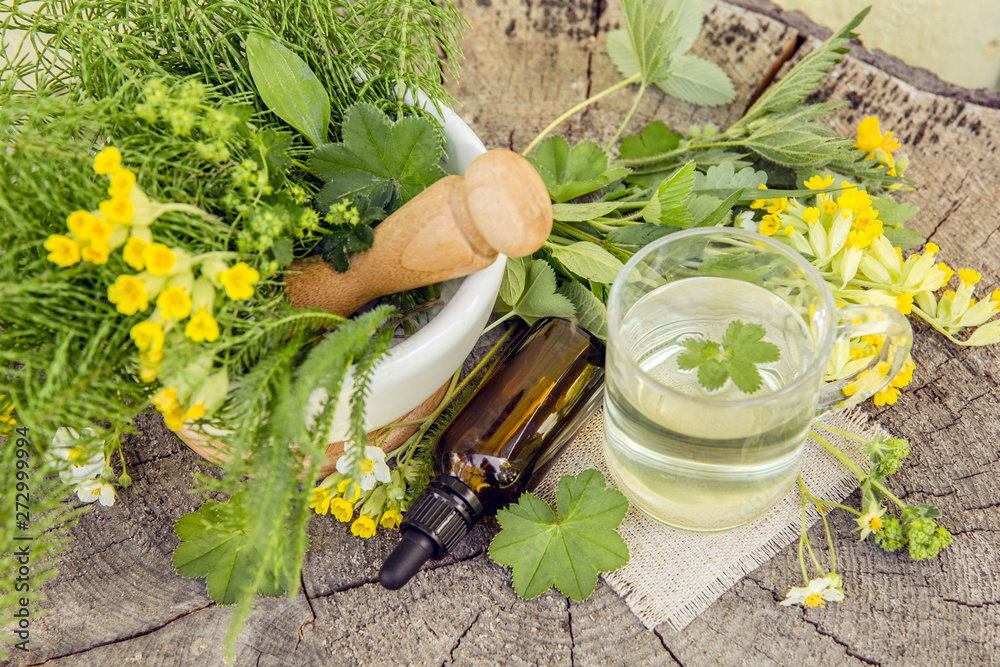 Φωτογραφία Top view of different wild herbal medicinal plants gathered on wooden table( Alchemilla vulgaris, common lady's mantle, Primula veris, Yarrow, common cowslip, Equisetum arvense, common horsetail