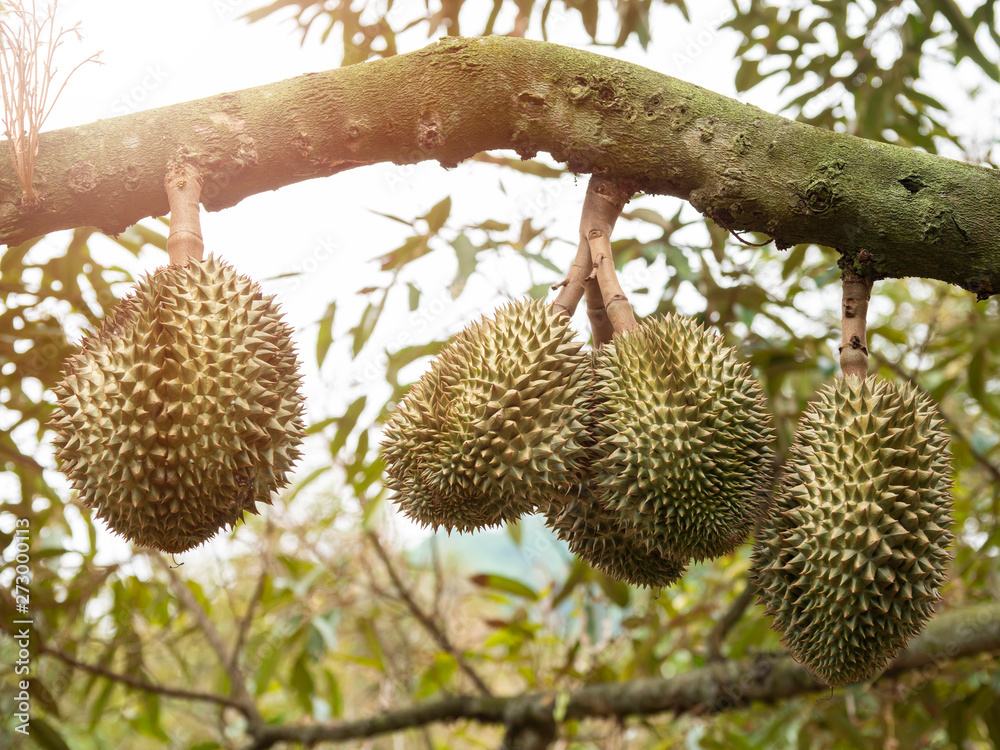 durian king of fruits durian king of fruits