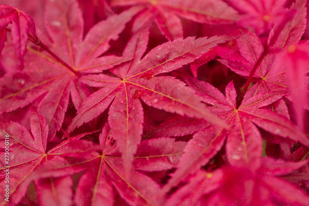 bright and colorful red leaves of exotic plant bright and colorful red leaves of exotic plant