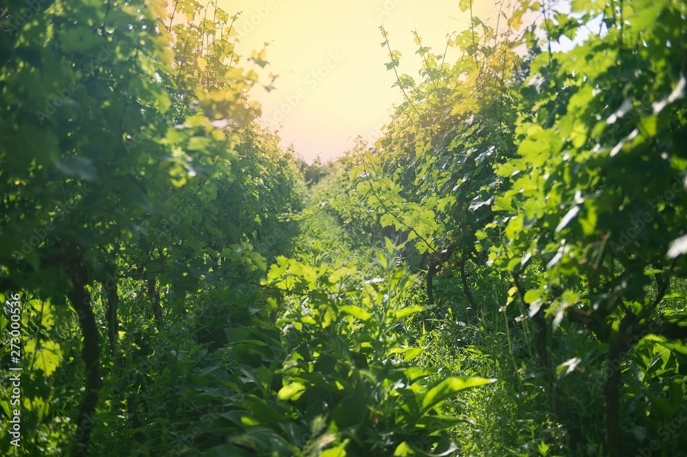 Green vineyard grape harvest summer Green vineyard grape harvest summer