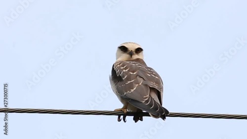 Black-shouldered kite on electrical wires with sky background.