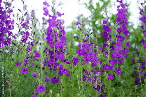 Consolida ajacis purple flowers photo
