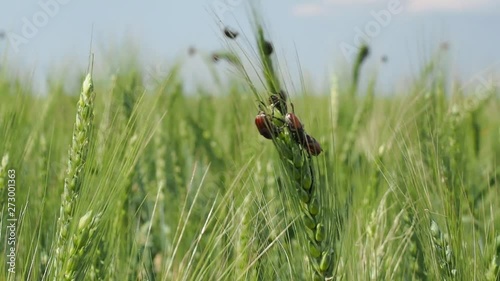 a colony of bread beetles Anisoplia austriaca on the ears of grain crops destroys the crop