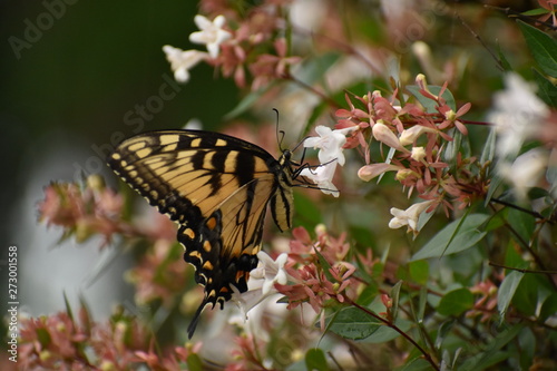 swallowtail