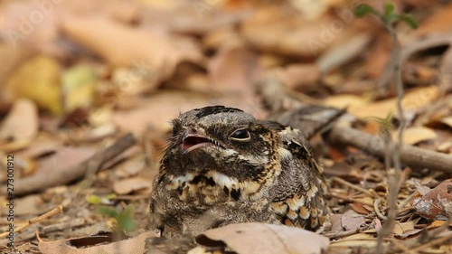 Large-tailed Nightjar ( Caprimulgus macrurus) Sleeping on the ground.