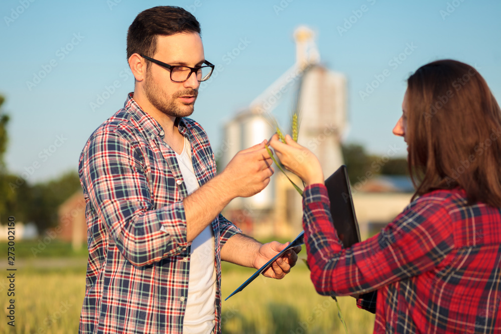 Two serious young female and male farmers or agronomists examining wheat plant growth and development before the harvest. Standing in wheat field. Organic farming and healthy food production