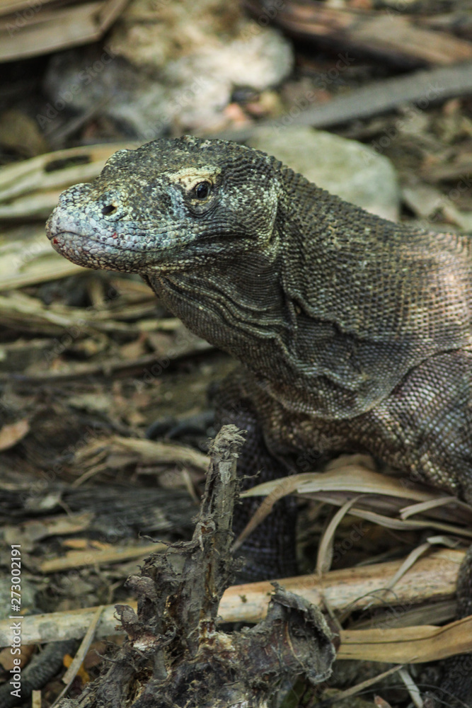 Fototapeta premium Komodo dragon (Varanus komodoensis) is the largest lizards in the world. The largest living of this species is found in the Komodo and Rinca island, in Flores, Indonesia