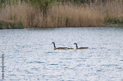 Canada Goose (Branta canadensis) © Vincent Pommeyrol