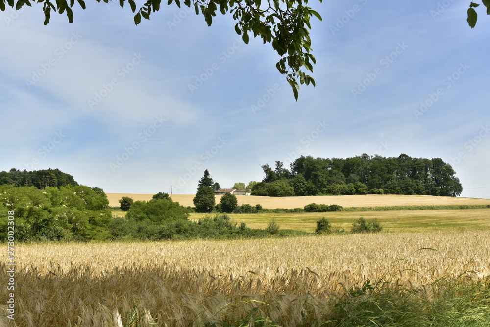 Champs de blé entre bois et buissons à Vendoire au Périgord Vert