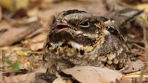 Large-tailed Nightjar ( Caprimulgus macrurus) Sleeping on the ground.