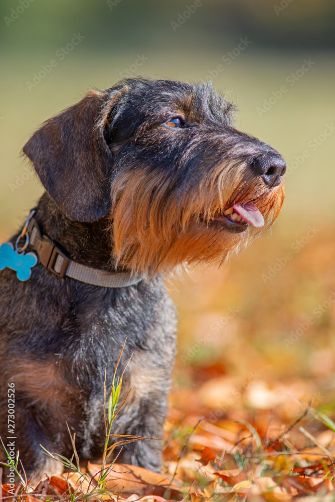 Portrait of a wirehaired dachshund in a natural park