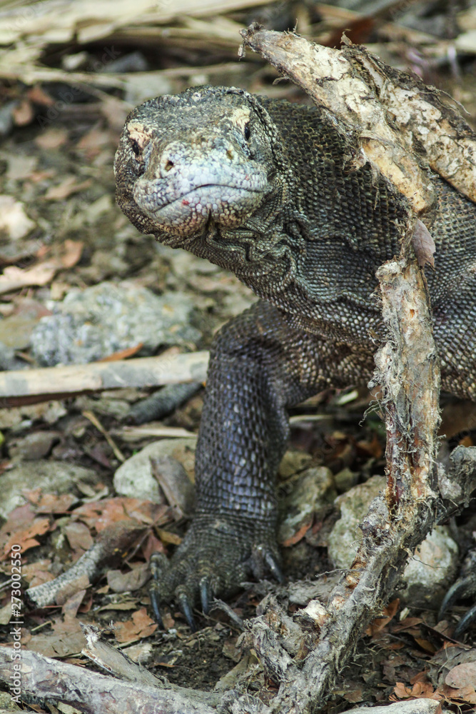 Komodo dragon (Varanus komodoensis) is the largest lizards in the world. The largest living of this species is found in the Komodo and Rinca island, in Flores, Indonesia Komodo dragon (Varanus komodoensis) is the largest lizards in the world. The largest living of this species is found in the Komodo and Rinca island, in Flores, Indonesia