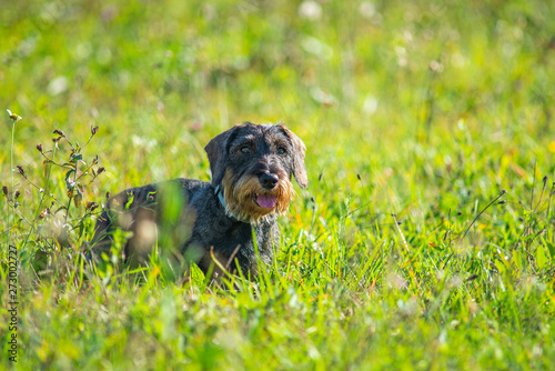 Portrait of a wirehaired dachshund in a natural park