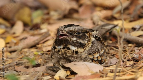 Large-tailed Nightjar ( Caprimulgus macrurus) Sleeping on the ground.