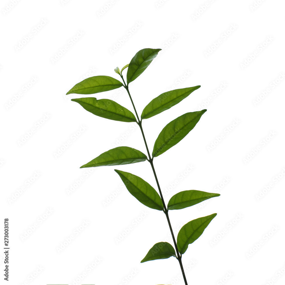 Green tree branch isolated on white