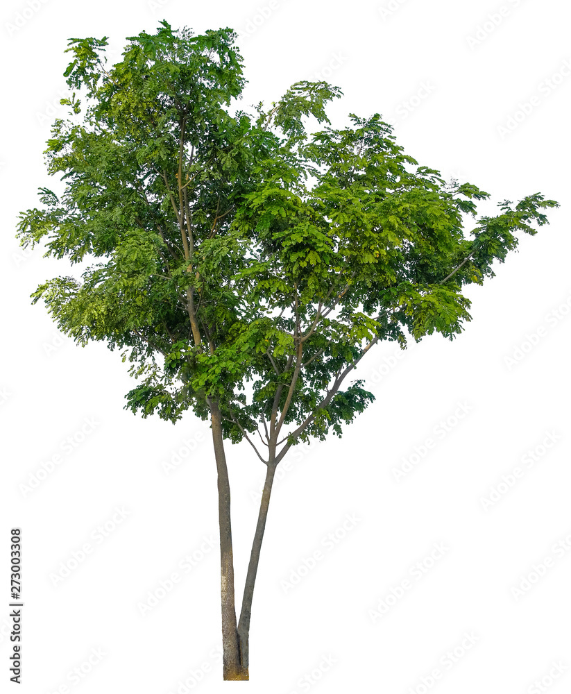 Obraz premium Tree isolated on white background. Suitable for use in architectural design or Decoration work.