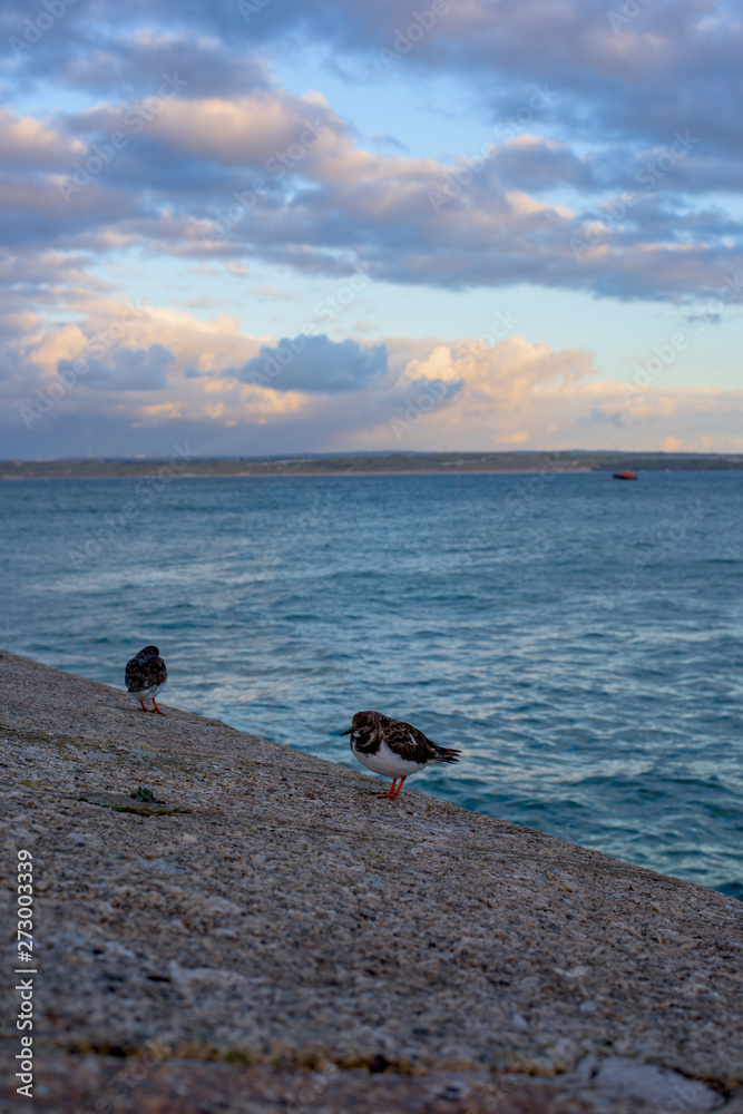 Birds on the coast of St Ives, Cornwall, UK