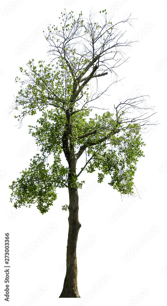 Fototapeta premium Tree isolated on white background. Suitable for use in architectural design or Decoration work.
