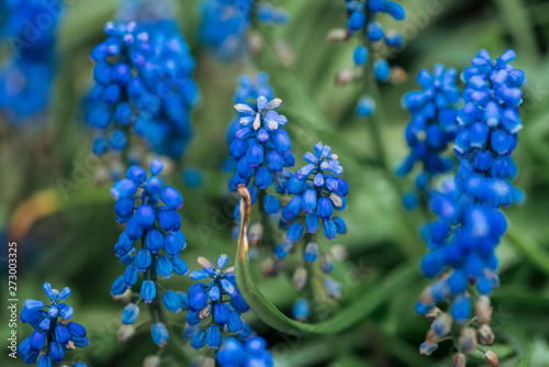 close up view of bright colorful blue flowers and green leaves