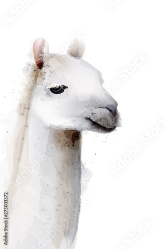 Lama Vector watercolor isolated on white. Painted style illustrations