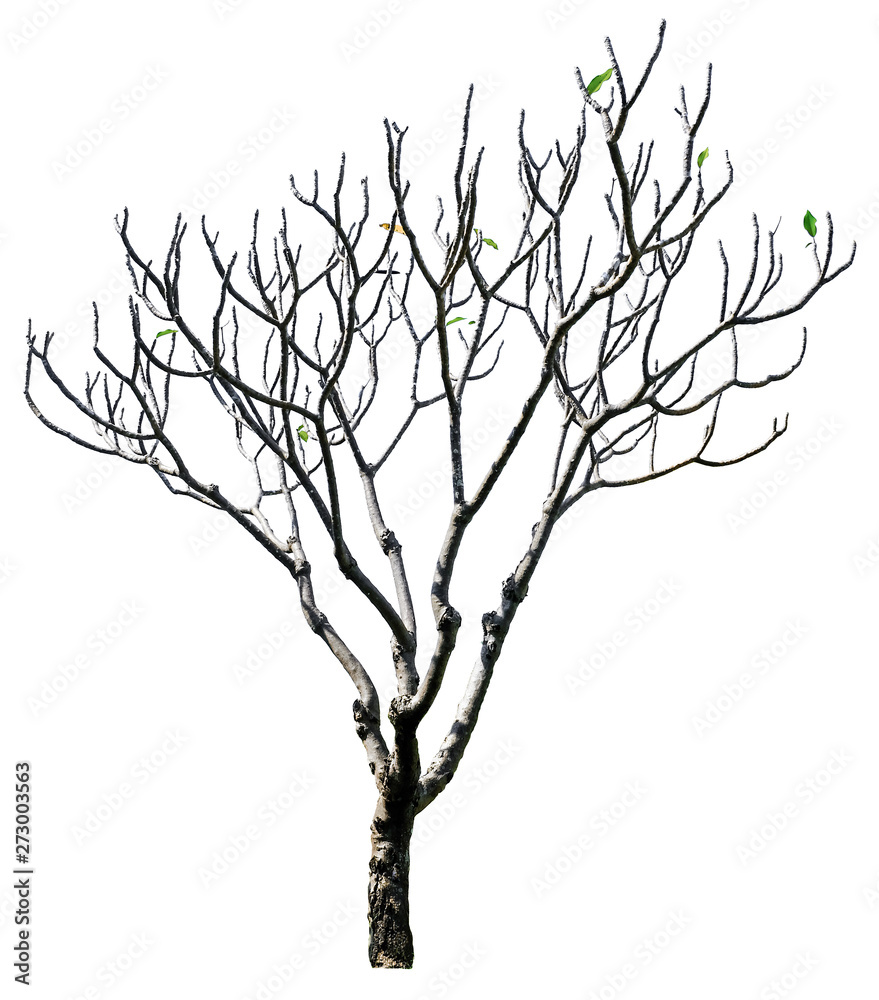 Fototapeta premium Tree isolated on white background. Suitable for use in architectural design or Decoration work.