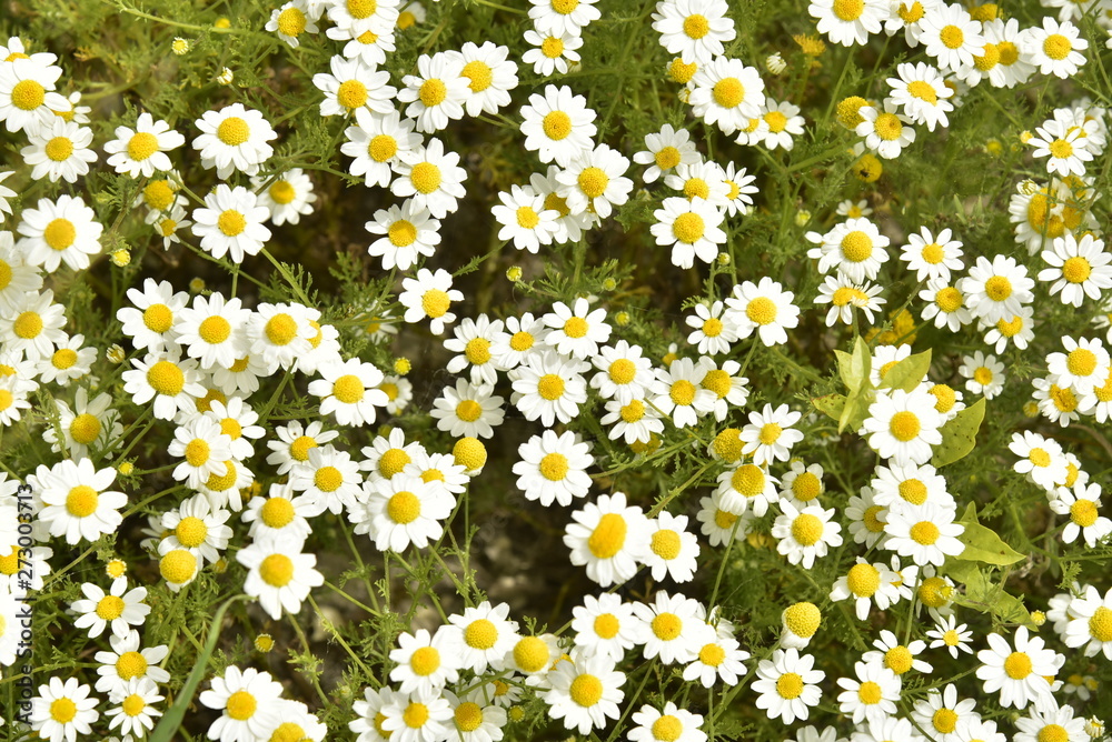 Marguerites aux pétales blanches dans une prairie sur l'une des collines de Vendoire au Périgord Vert