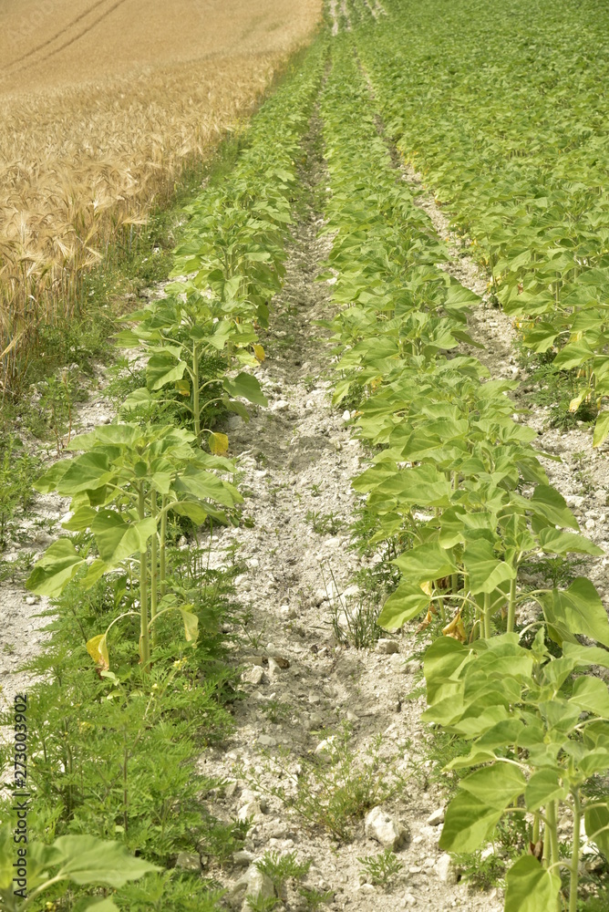 Terrain rocailleux entre les rangées de jeunes pousses de maïs sur l'une des collines de Vendoire au Périgord Vert Terrain rocailleux entre les rangées de jeunes pousses de maïs sur l'une des collines de Vendoire au Périgord Vert