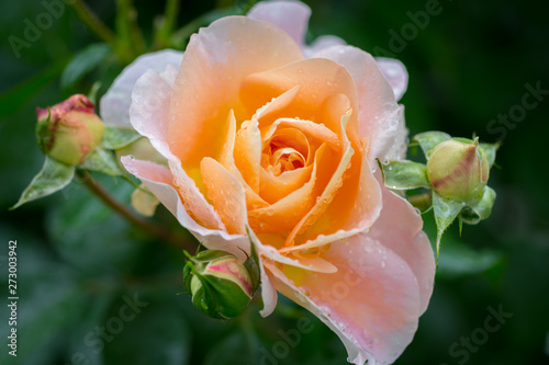A Yellow Rose After a Rain Shower