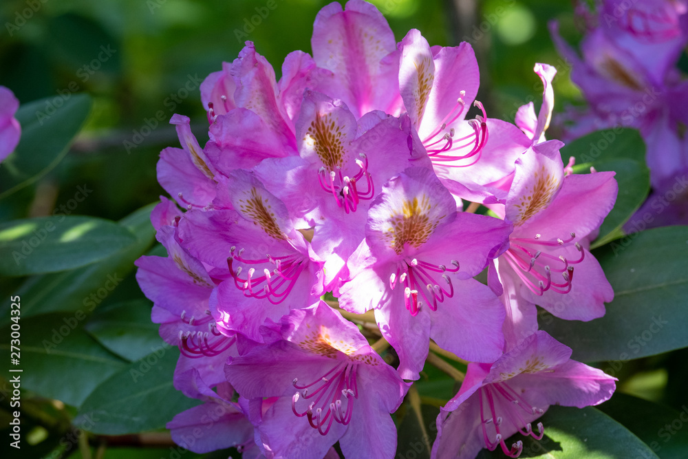 Rhododendron blooming flowers with glitter in the garden in spring.