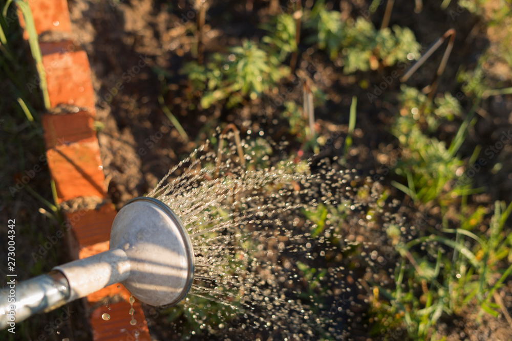 Fototapeta premium watering can