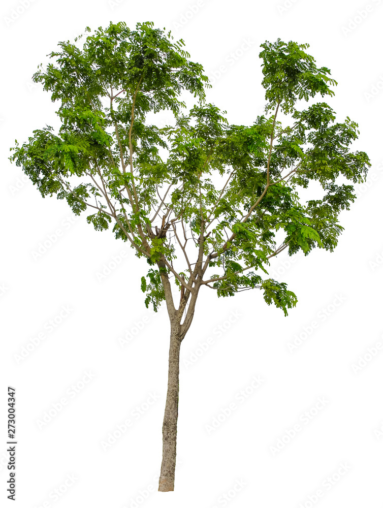Tree isolated on white background. Suitable for use in architectural design or Decoration work. Tree isolated on white background. Suitable for use in architectural design or Decoration work.