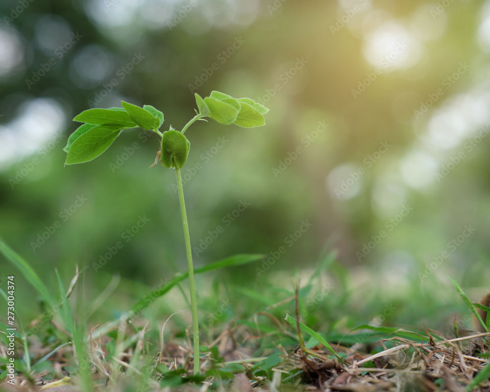 green tree sprout closeup with grass background green tree sprout closeup with grass background