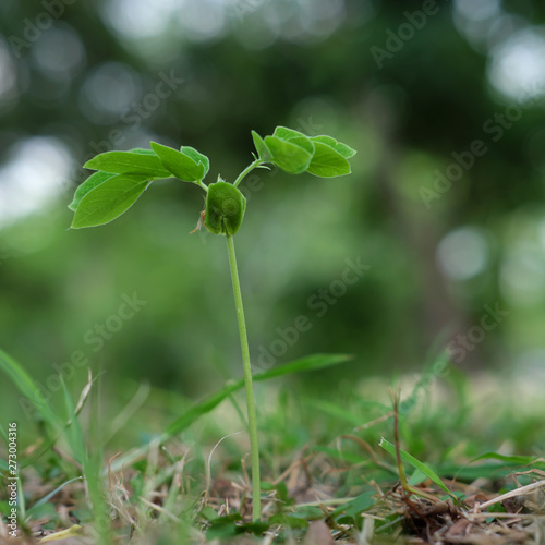 green tree sprout closeup with grass background