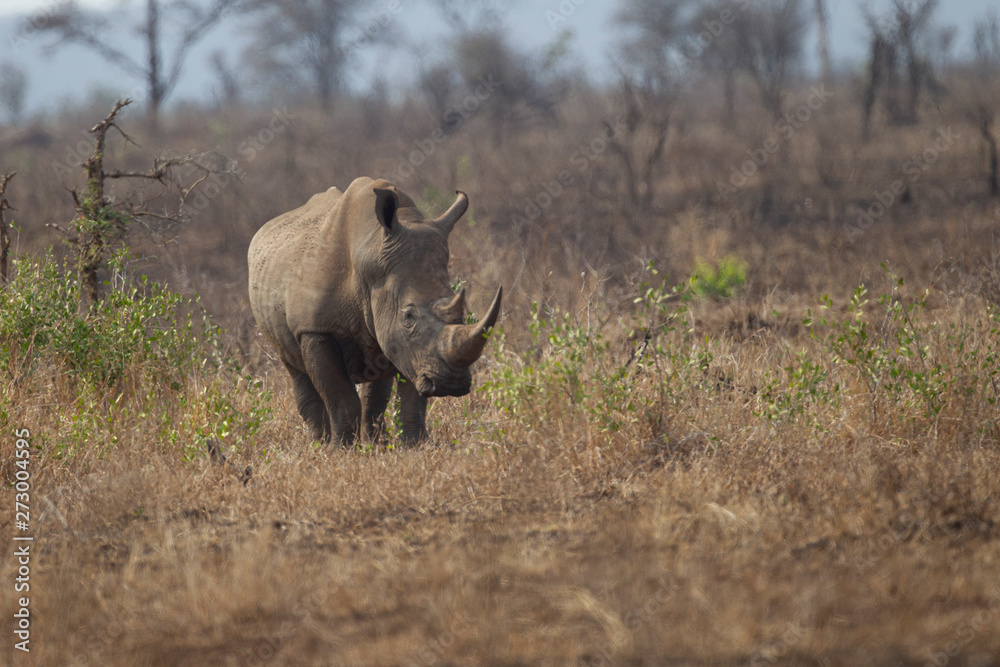 Obraz premium Adult White Rhino in Kruger National Park, South Africa