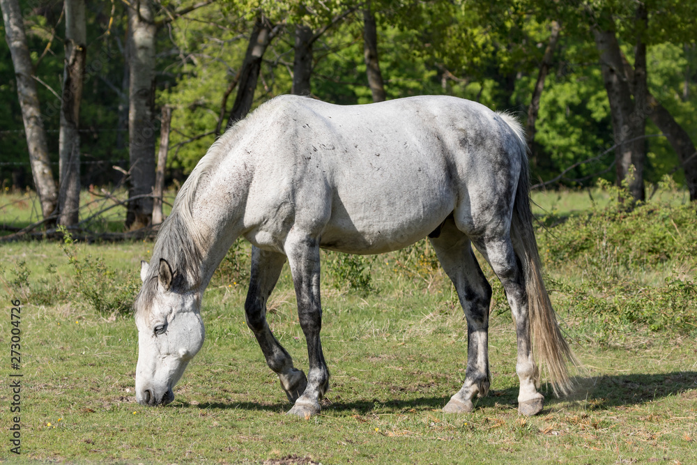 Horse and nature