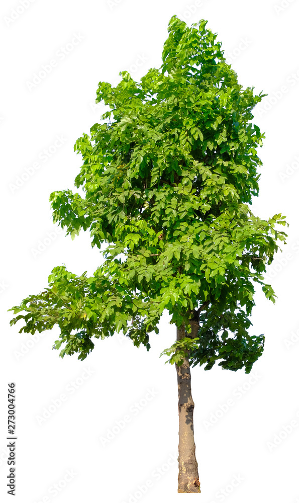 Tree isolated on white background. Suitable for use in architectural design or Decoration work.