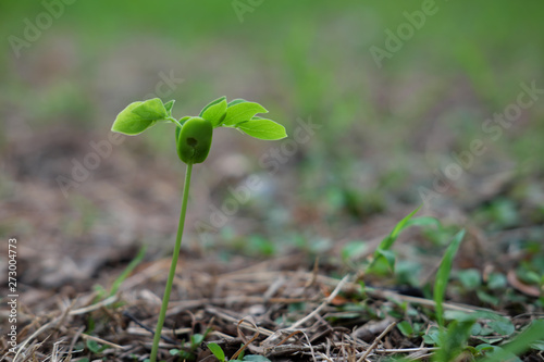 green tree sprout closeup with grass background
