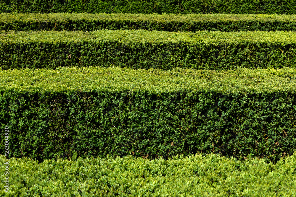 Green hedge in horizontal rows edgewise from above - concept maze geometric nature public park topiary garden art abstract structure pattern symmetry labyrinth decorative ornamental season background Green hedge in horizontal rows edgewise from above - concept maze geometric nature public park topiary garden art abstract structure pattern symmetry labyrinth decorative ornamental season background