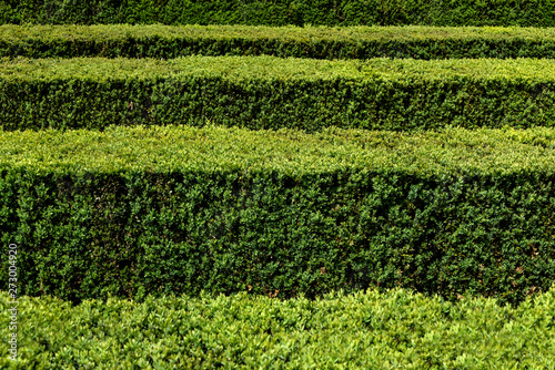 Green hedge in horizontal rows edgewise from above - concept maze geometric nature public park topiary garden art abstract structure pattern symmetry labyrinth decorative ornamental season background