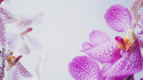 violet pink orchid in soft focus style for romantic, wedding, spa concept and floral concept background