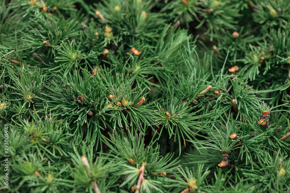 close up view of green needles of fir tree in sunshine
