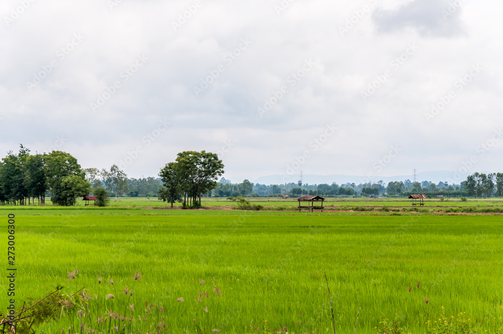View of the fresh paddy field with the light fog.